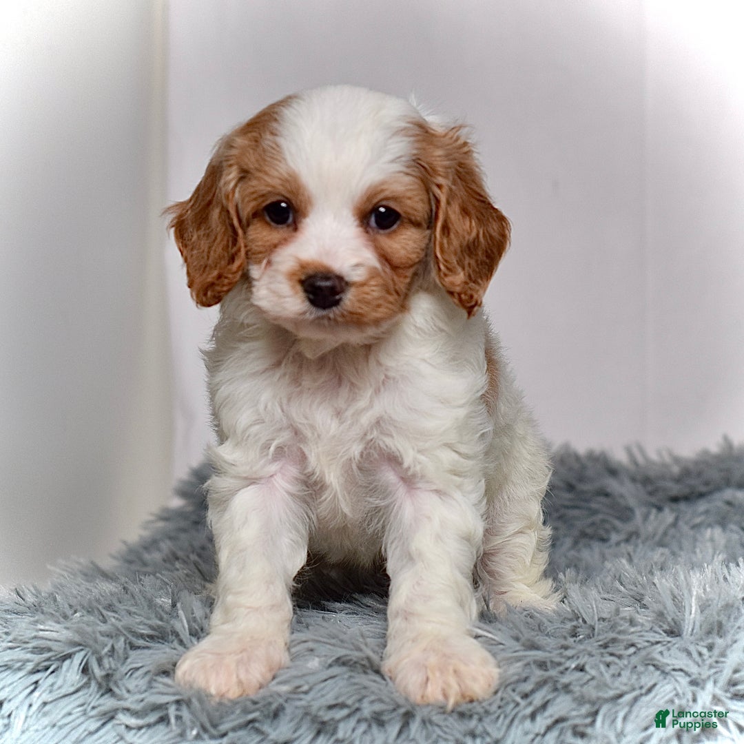 Cavapoo dogs for sale: Ms. Lacey - Ad 1