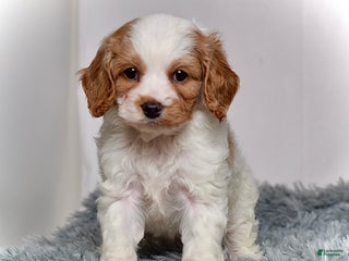 Cavapoo dogs Ms. Lacey - Ad 8