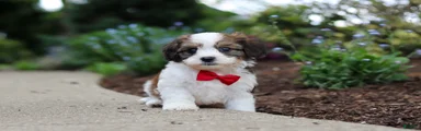 Benji