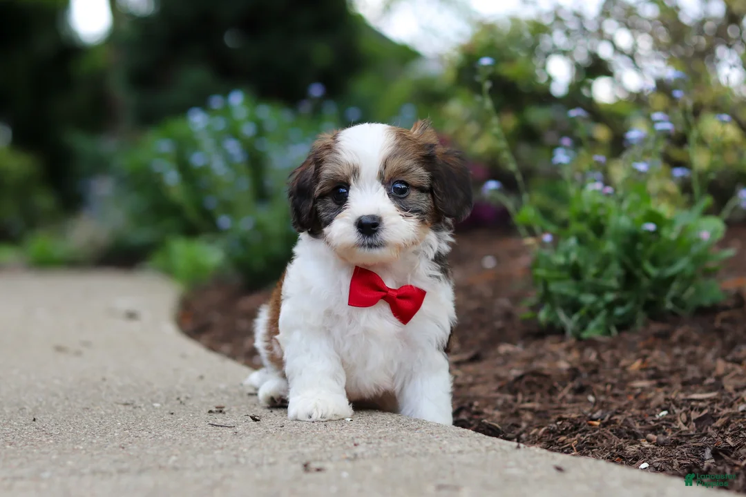 Cavachon dogs for sale: Benji - Ad 1