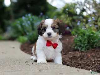 Cavachon dogs for sale: Benji - Ad 3