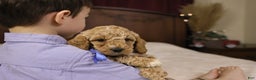 Goldendoodle dogs for sale: Charlie - Ad 6