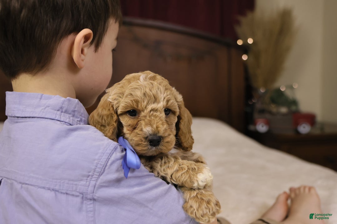 Goldendoodle dogs for sale: Charlie - Ad 6