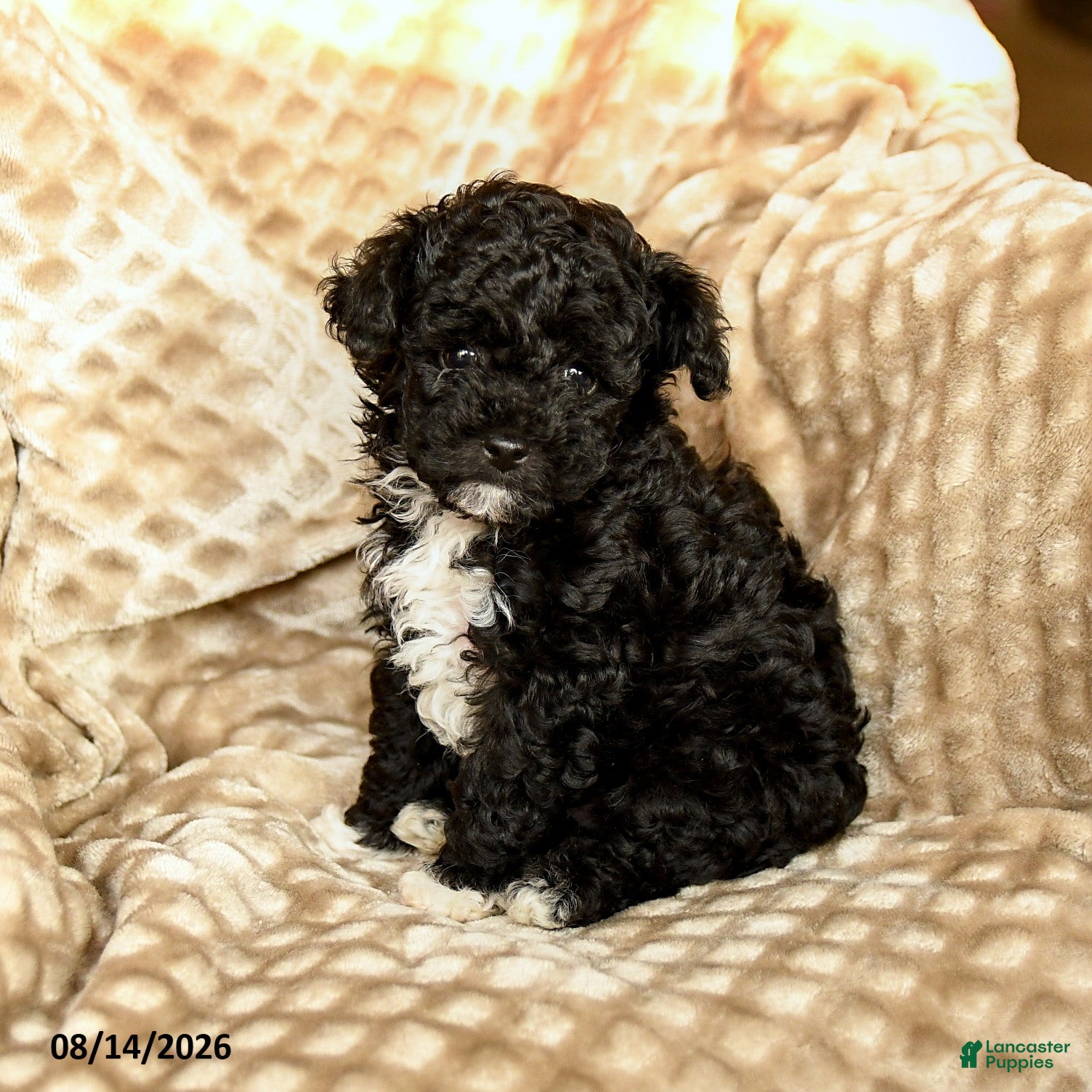 Toy Poodle dogs Coffee - Ad 1