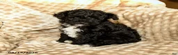 Toy Poodle dogs for sale: Coffee - Ad 1