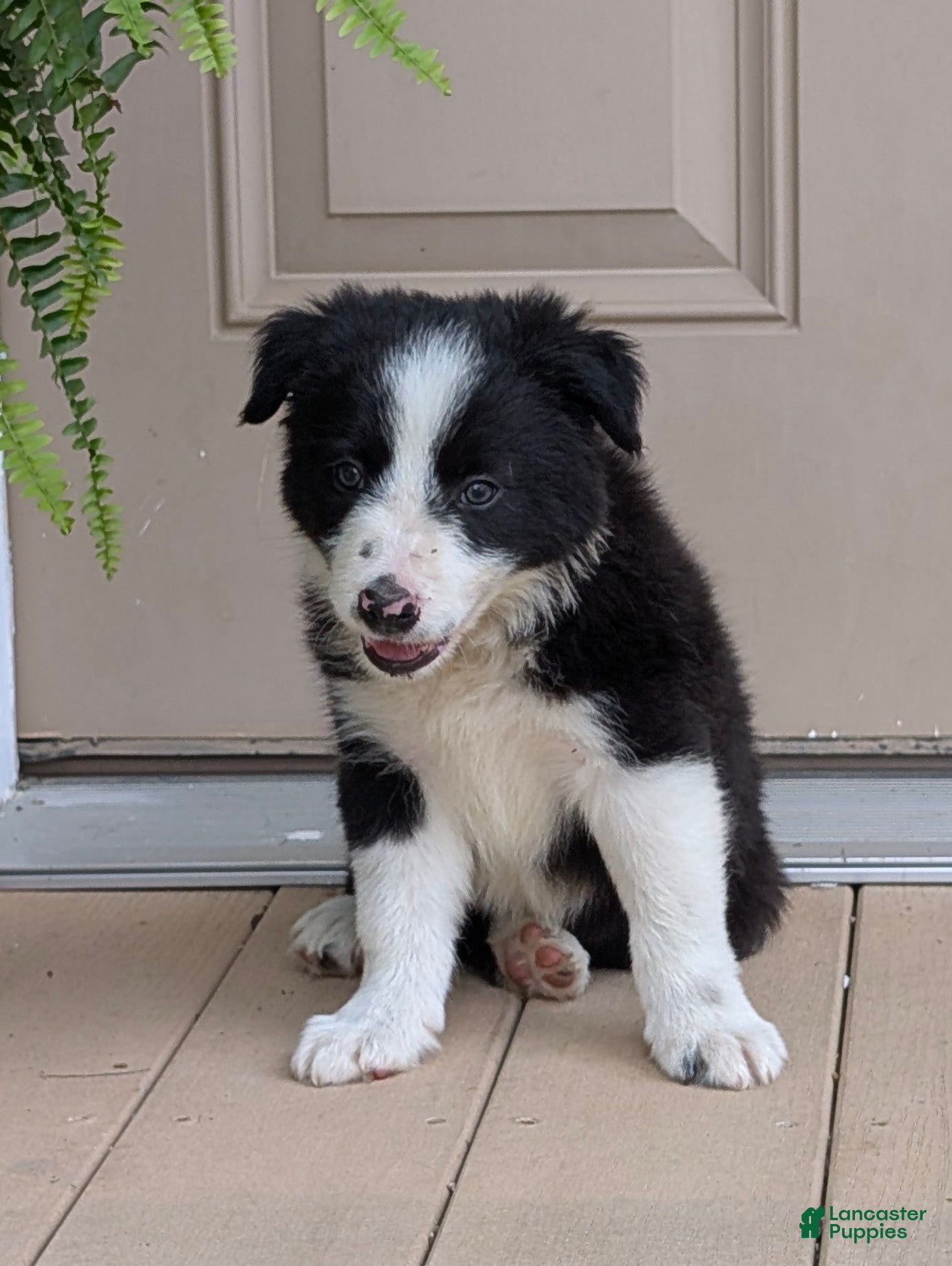 Border Collie dogs TimeOut - Ad 2