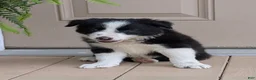 Border Collie dogs for sale: TimeOut - Ad 2