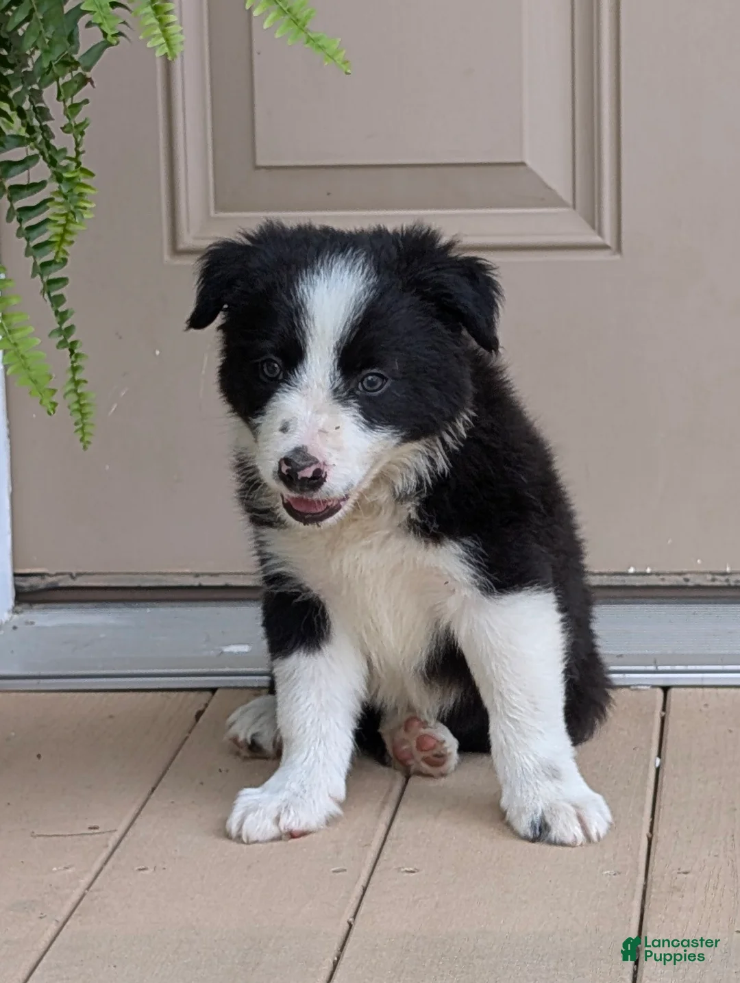 Border Collie dogs for sale: TimeOut - Ad 2
