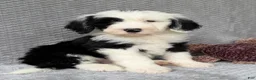 Sheepadoodle dogs for sale: Bear - Ad 1
