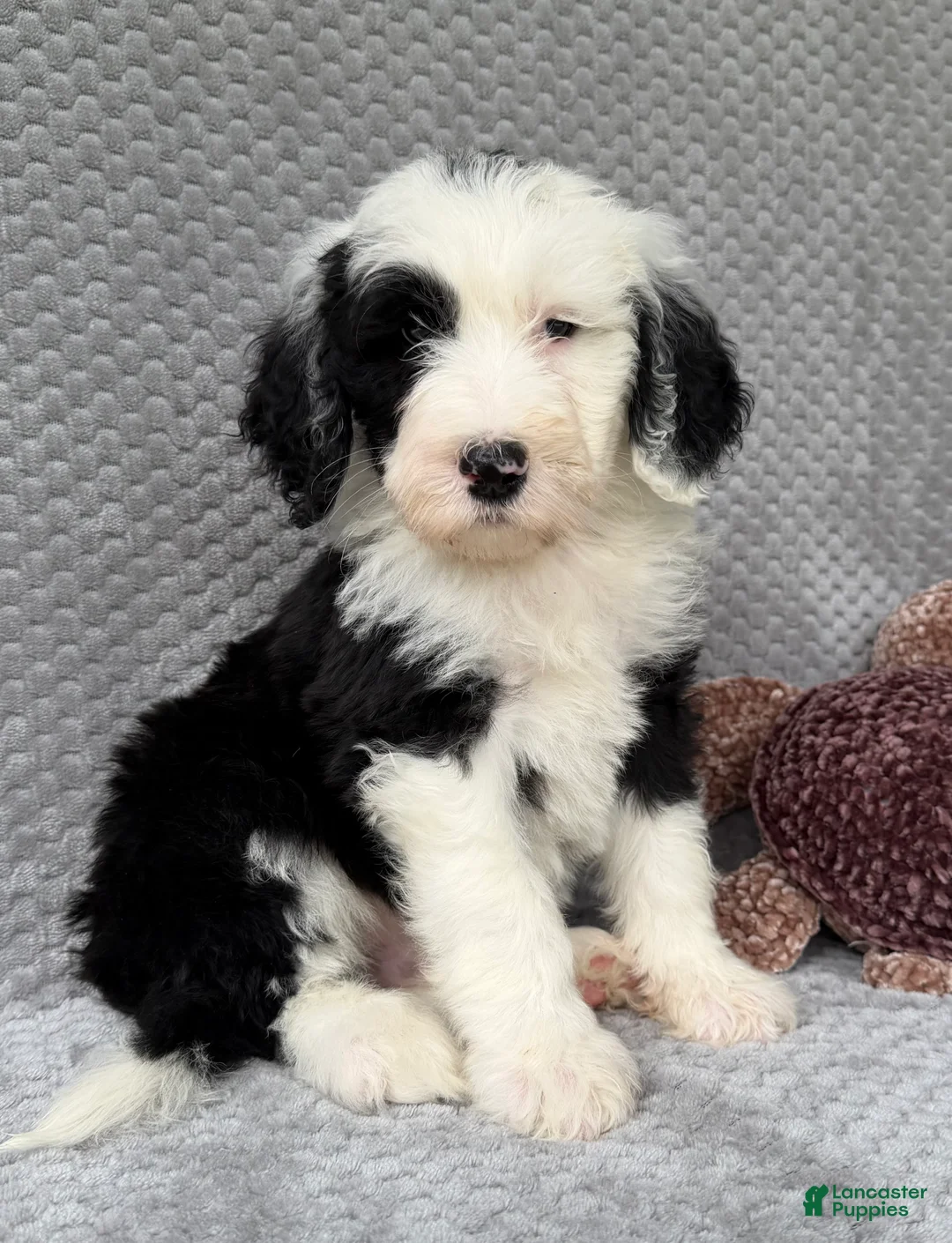 Sheepadoodle dogs for sale: Bear - Ad 1