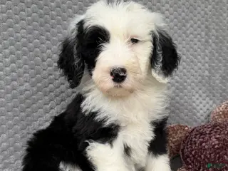 Sheepadoodle dogs for sale: Bear - Ad 2