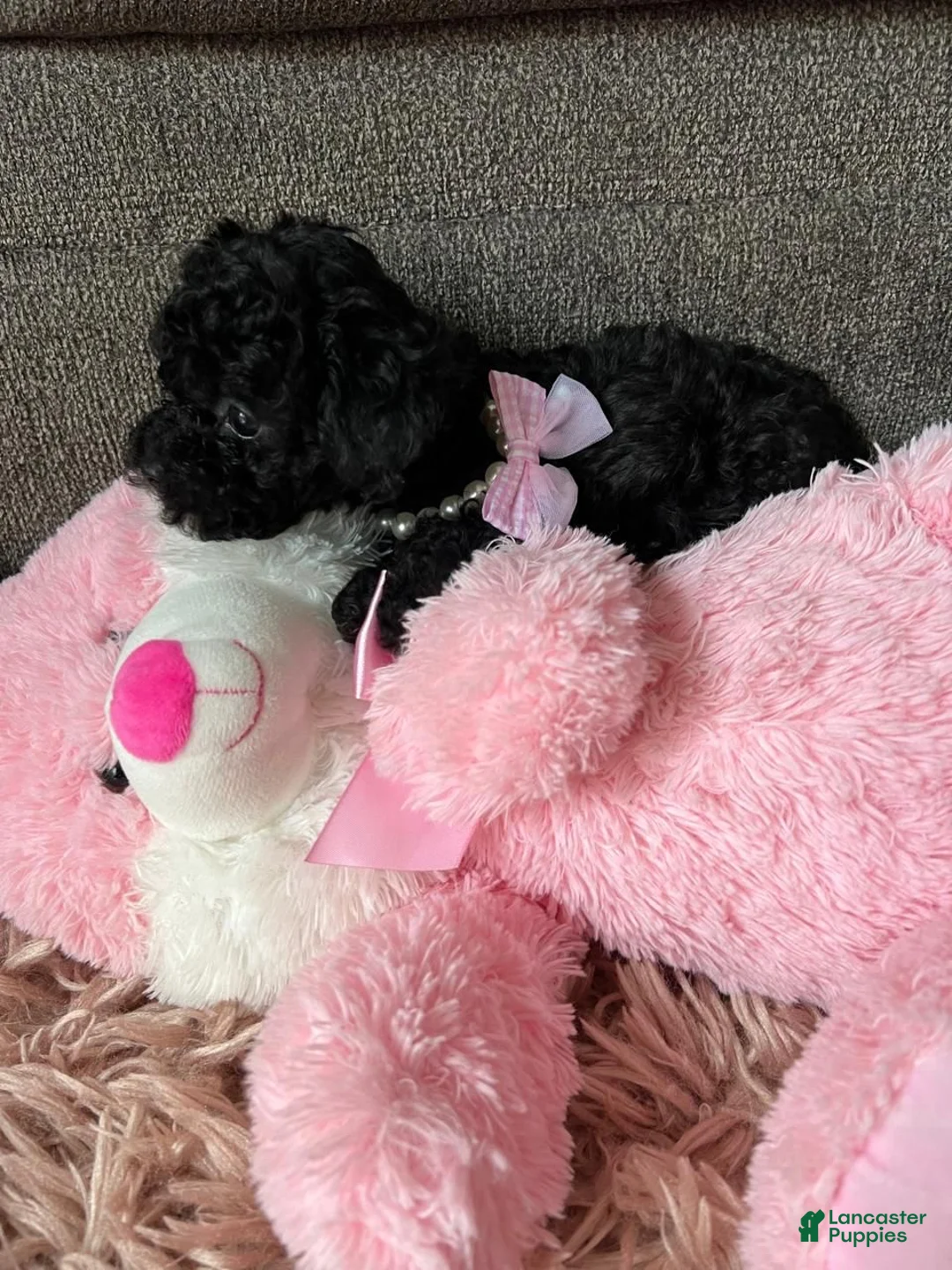 Maltipoo dogs for sale: Maltipoo Puppy 2 - Ad 3
