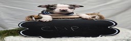 Boston Terrier dogs for sale: Chip - Ad 3