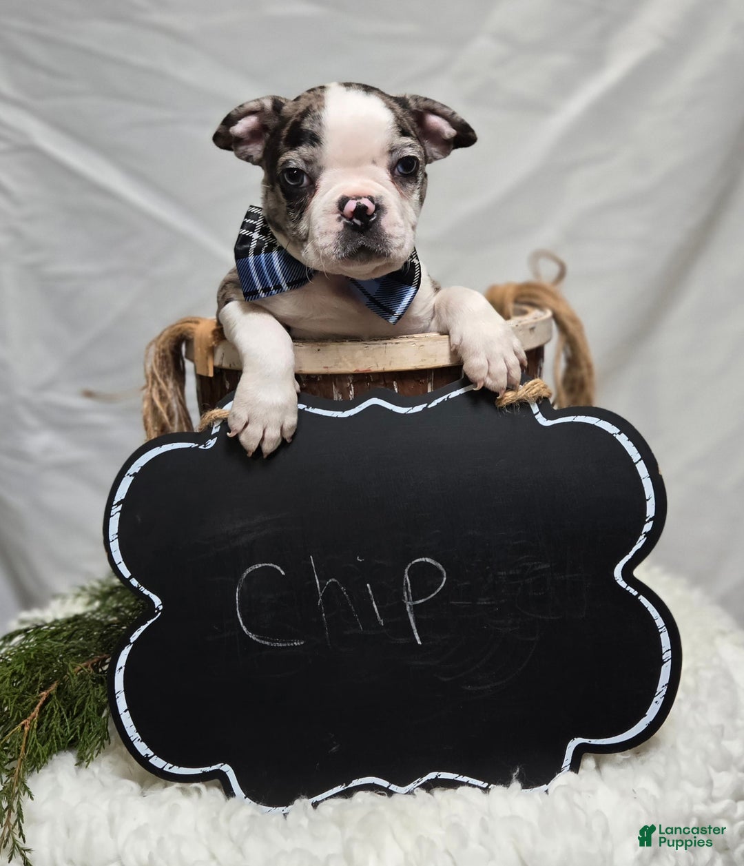 Boston Terrier dogs for sale: Chip - Ad 3