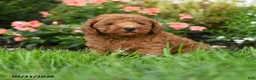 Toy Poodle dogs for sale: Crunchy - Ad 3