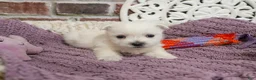 West Highland Terrier dogs for sale: Oana  - Ad 5