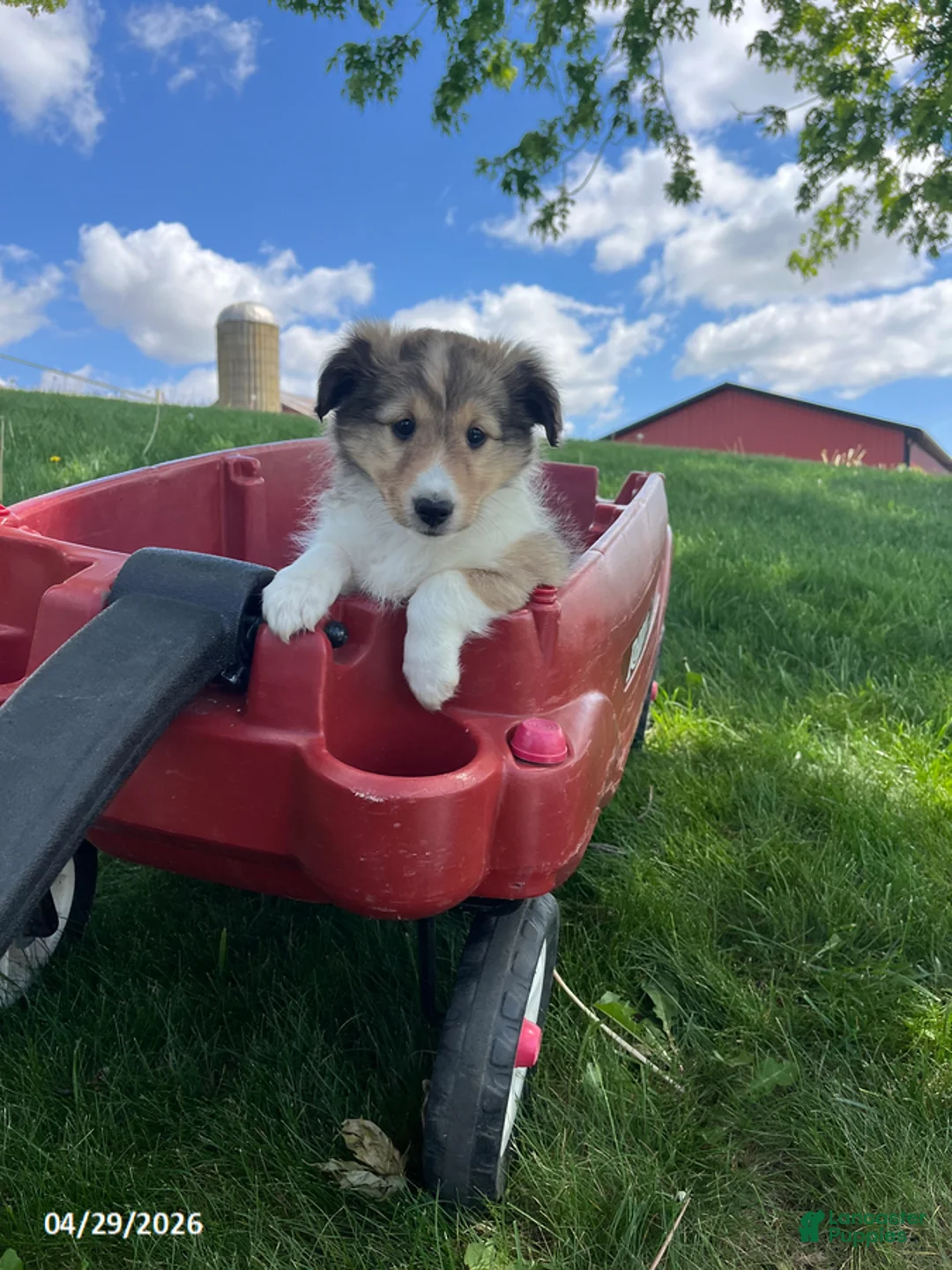 Shetland Sheepdog dogs for sale: Brittany - Ad 2