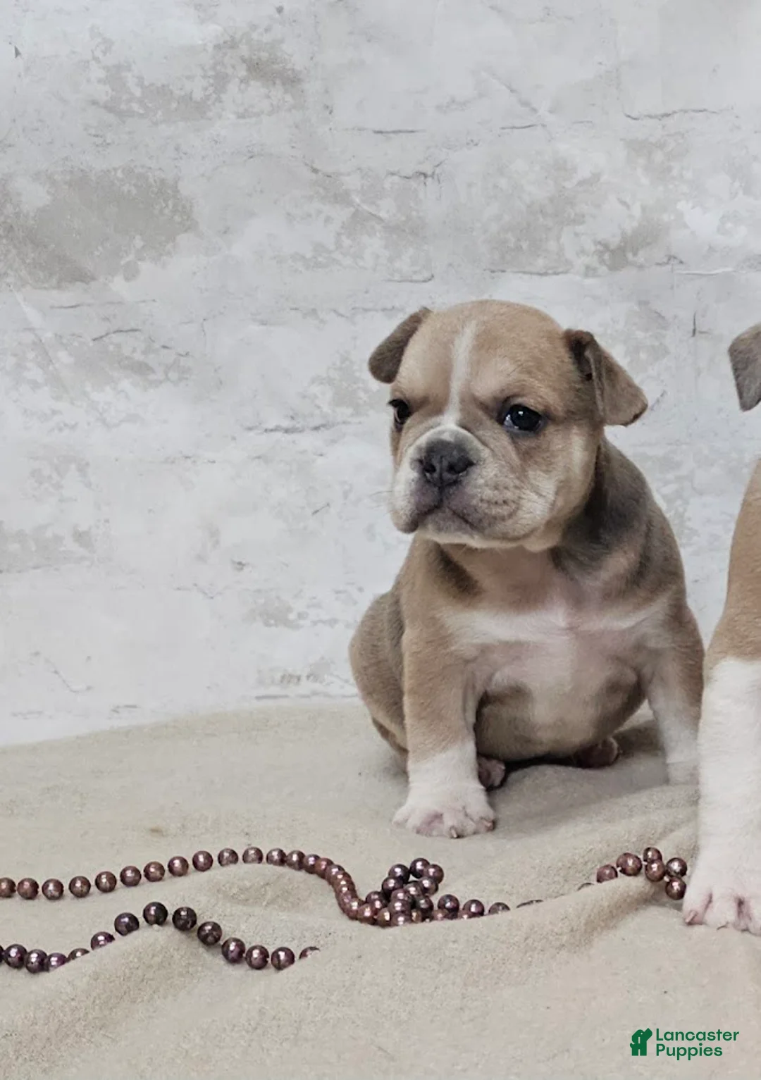 Mixed Breed dogs for sale: Mixed Breed Puppy 5 - Ad 1