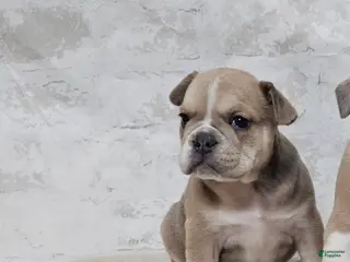 Mixed Breed dogs Mixed Breed Puppy 5 - Ad 40