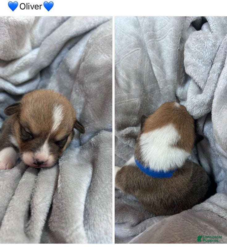 Mixed Breed dogs for sale: Oliver_Male - Ad 1