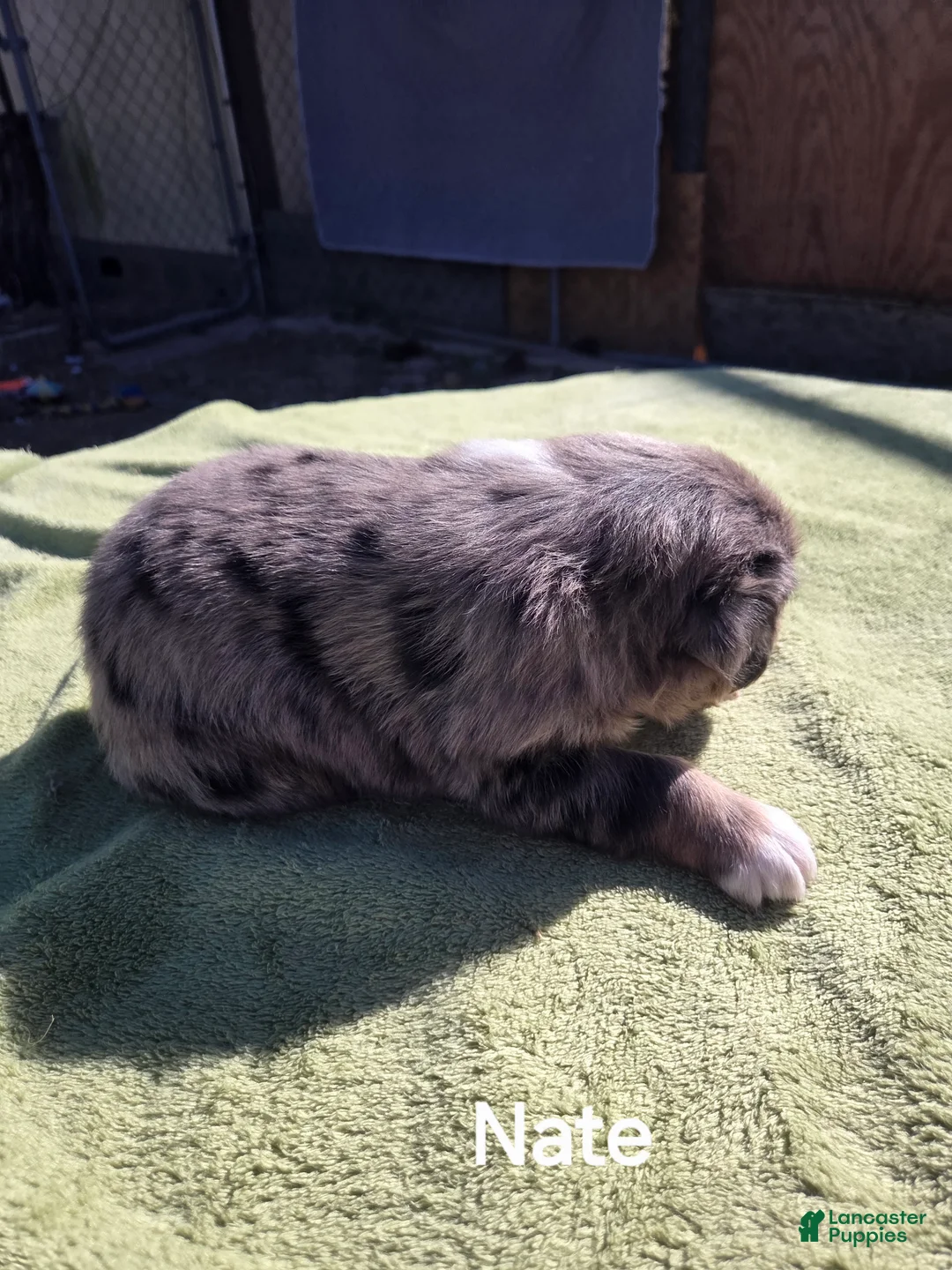 Australian Shepherd dogs for sale: Nate - Ad 2