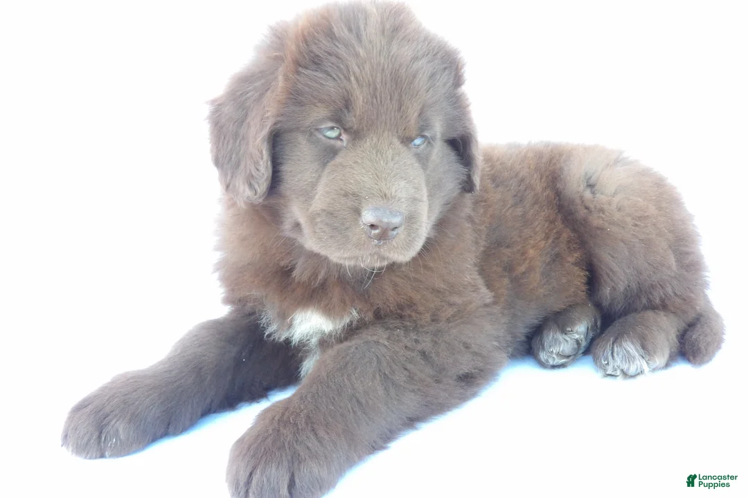 Newfoundland dogs for sale: Jasmine - Ad 1