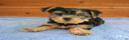 Yorkshire Terrier dogs for sale: Hunter  - Ad 3