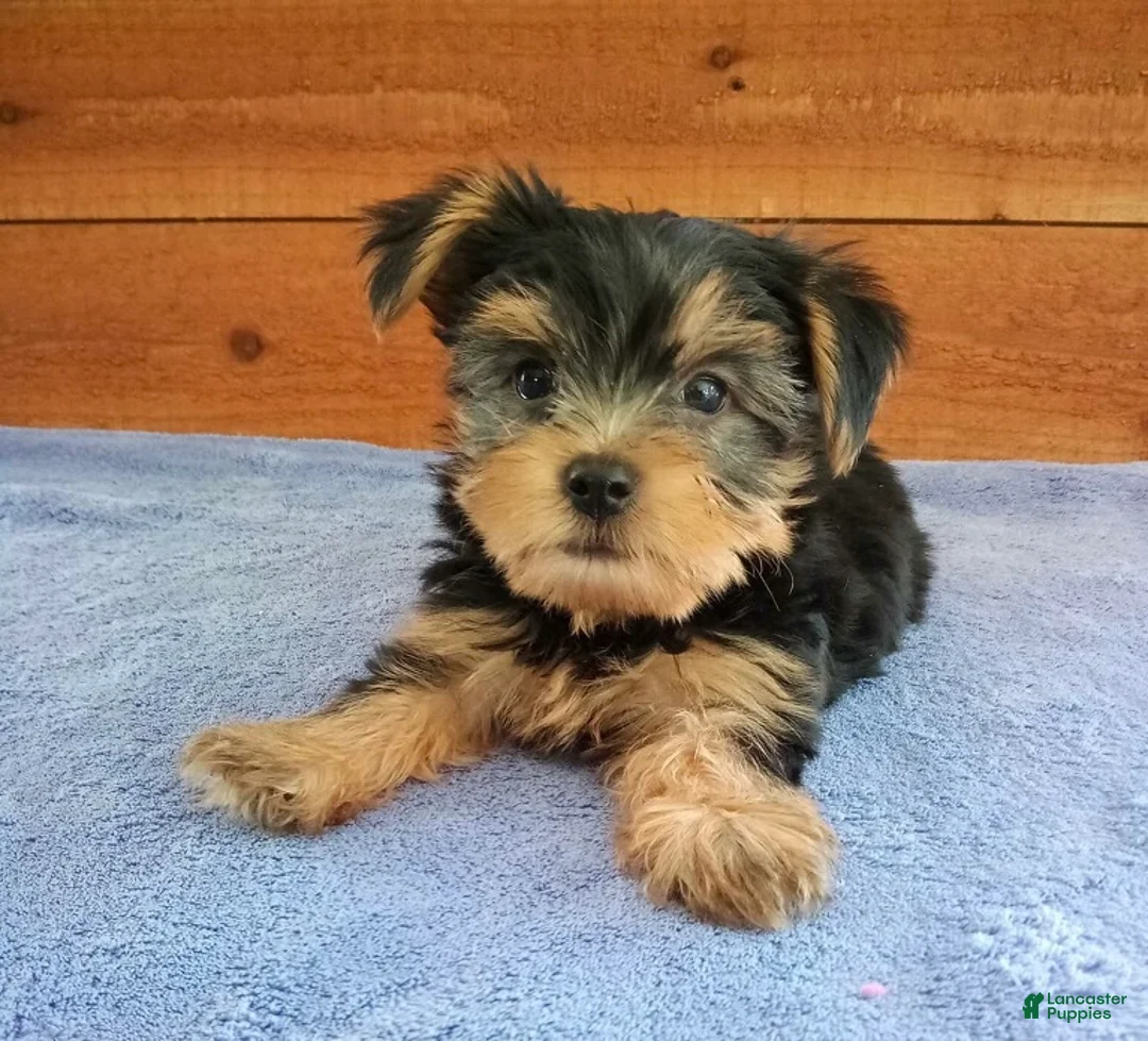 Yorkshire Terrier dogs for sale: Hunter  - Ad 3