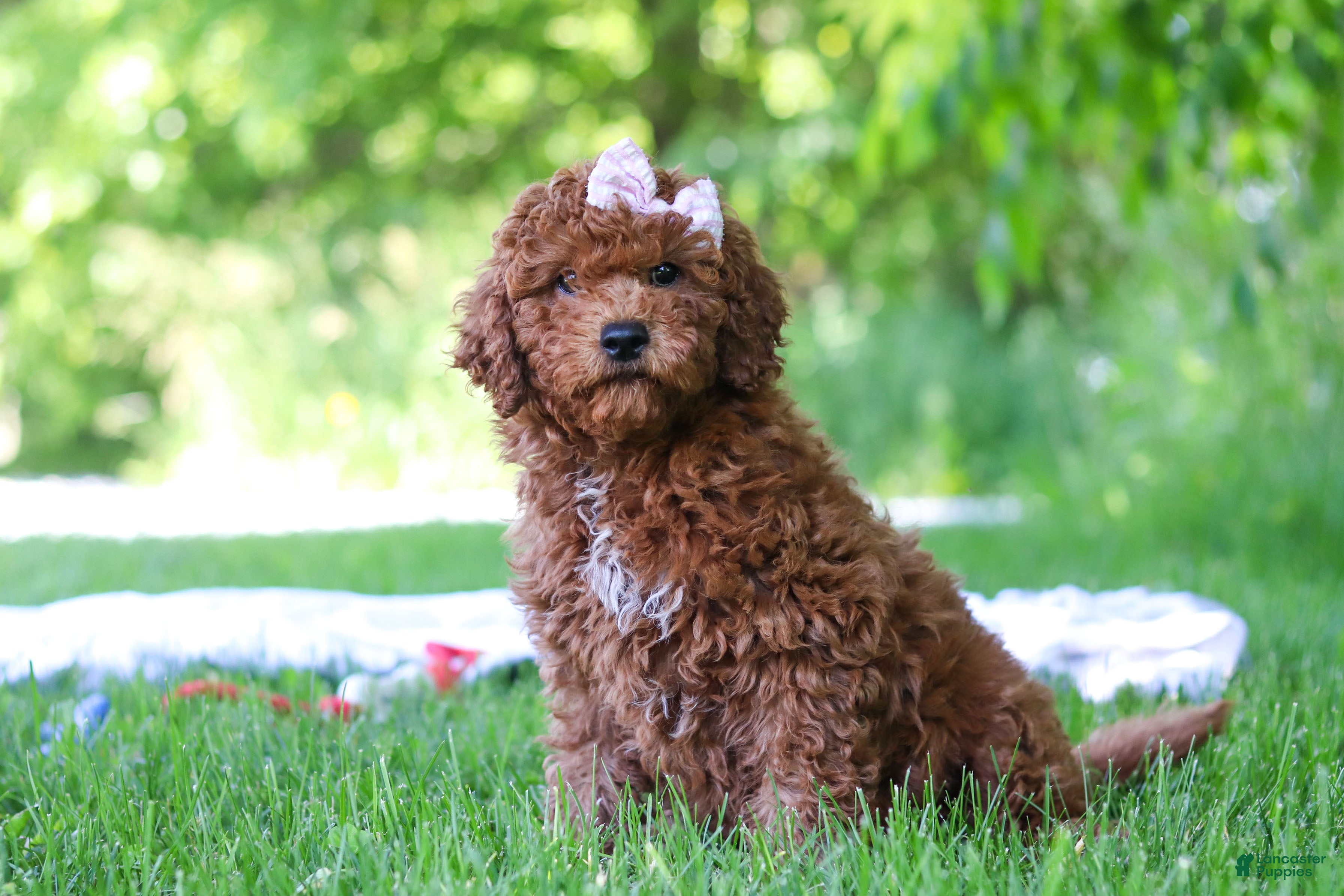 Mini Goldendoodle dogs Willow - Ad 1