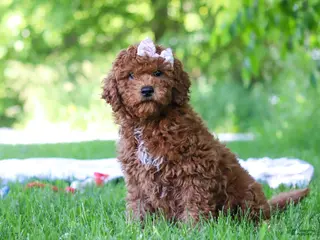 Mini Goldendoodle dogs for sale: Willow - Ad 1