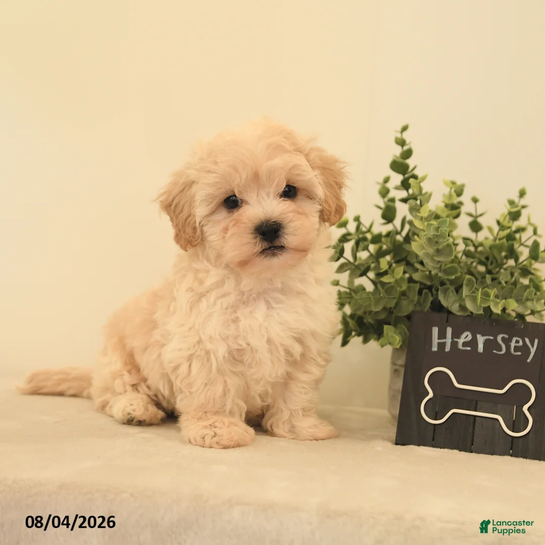 Teddy Bear dogs for sale: Hershey - Ad 1