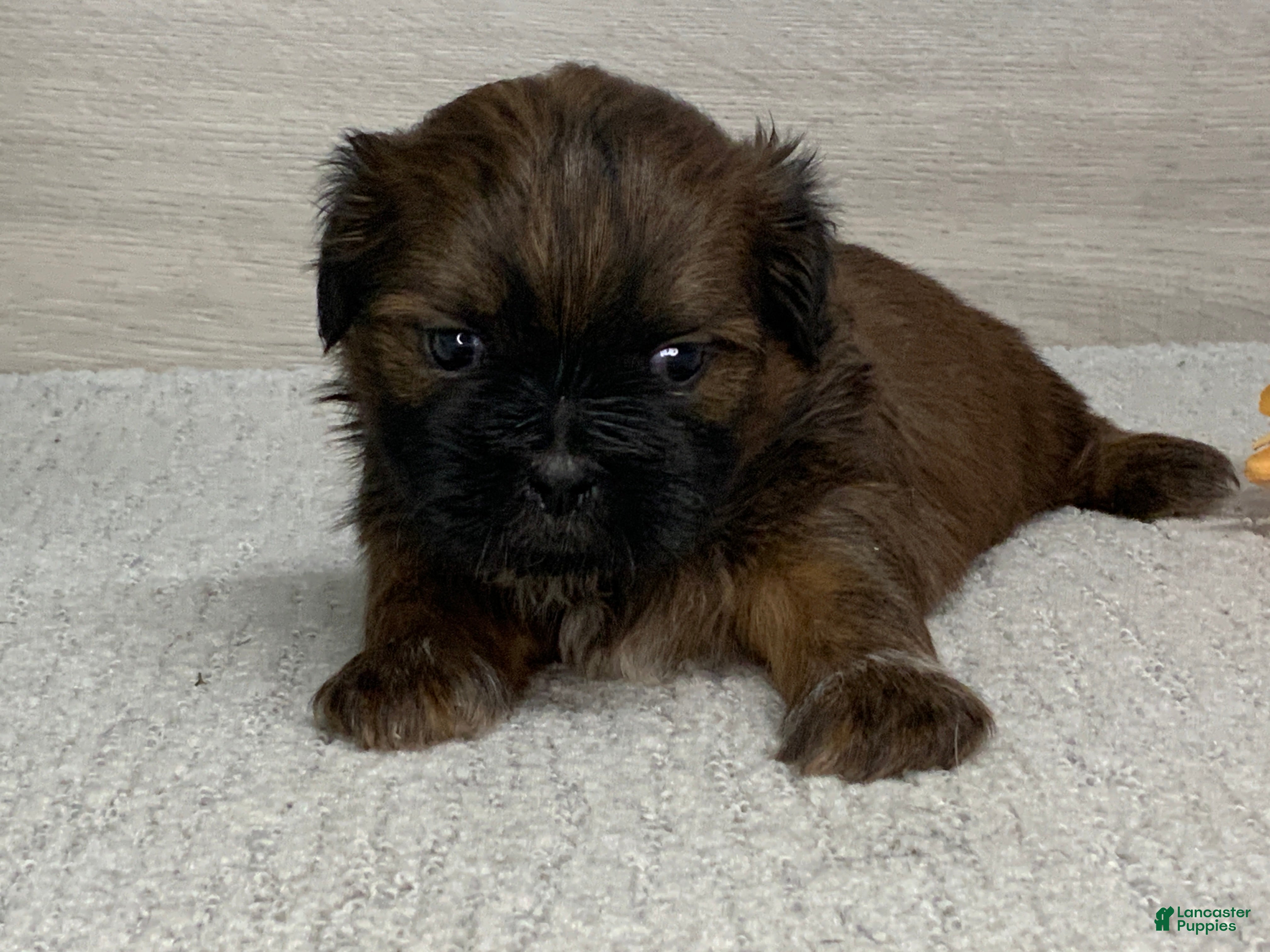 Shih Tzu dogs Lonny - Ad 1
