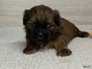 Shih Tzu dogs for sale: Lonny - Ad 3