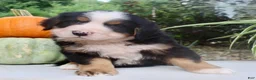 Bernese Mountain Dog dogs for sale: Theo - Ad 5