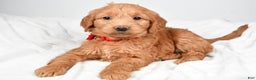 Mini Goldendoodle dogs for sale: Beverly - Ad 5
