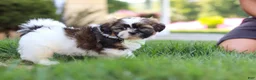 Shih Tzu dogs for sale: Bohdi - Ad 3
