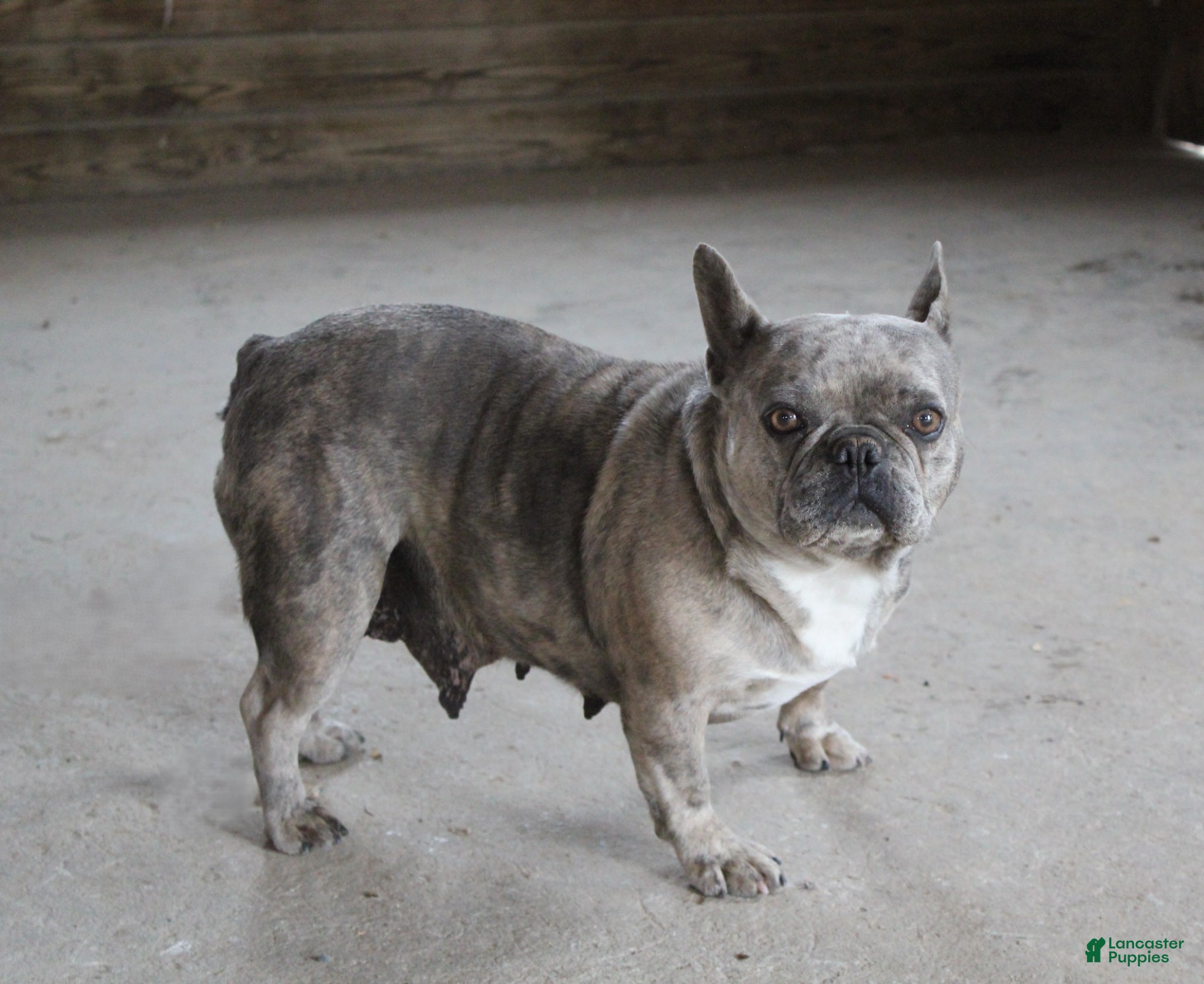 French Bulldog dogs for sale: Melody - Ad 1