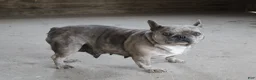French Bulldog dogs for sale: Melody - Ad 1