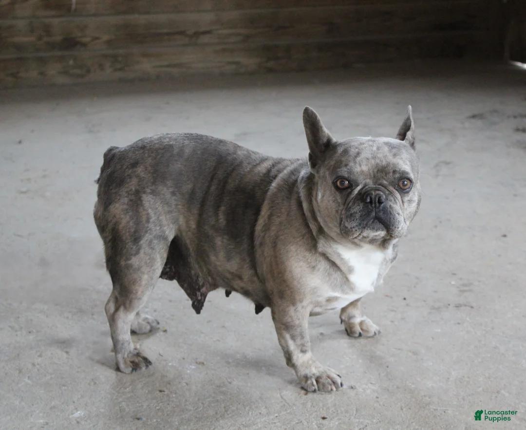 French Bulldog dogs for sale: Melody - Ad 1
