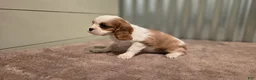 Cavalier King Charles Spaniel dogs for sale: Devon - Ad 5
