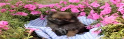 Pomeranian dogs for sale: Colton - Ad 4