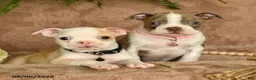 Boston Terrier dogs for sale: Mickey - Ad 5