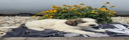 Mixed Breed dogs for sale: Dexter - Ad 7