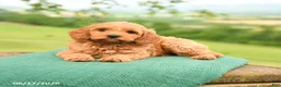 Mini Goldendoodle dogs for sale: Albert - Ad 4