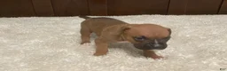 Boxer dogs for sale: Colt - Ad 22