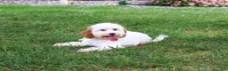 Cavapoo dogs for sale: Emerald - Ad 4