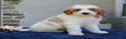 Goldendoodle dogs for sale: Dawson  - Ad 3