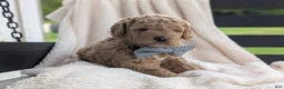 Mini Goldendoodle dogs for sale: Buster - Ad 3