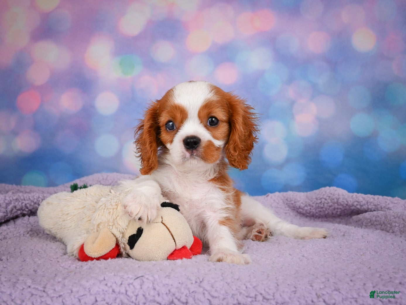 Cavalier King Charles Spaniel dogs for sale: Randy Genetic Clear - Ad 3