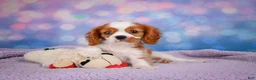 Cavalier King Charles Spaniel dogs for sale: Randy Genetic Clear - Ad 1